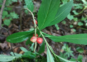 Echter Seidelbast (Daphne mezereum) - © Bernard Wieser